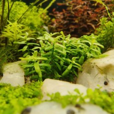 Хедіотіс Зальцмана